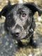 Labrador Retriever Puppies for sale in Bremerton, WA, USA. price: $700