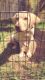 Labrador Retriever Puppies for sale in McAllen, TX, USA. price: NA