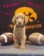 Labrador Retriever Puppies for sale in St Olaf, IA, USA. price: $700