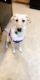 Labrador Retriever Puppies for sale in Carthage, MO 64836, USA. price: NA