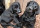 Labrador Retriever Puppies for sale in Chesterfield, MI 48051, USA. price: $650