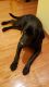 Labrador Retriever Puppies for sale in Derby, KS 67037, USA. price: NA