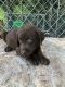 Labrador Retriever Puppies for sale in Stanford, KY 40484, USA. price: $325