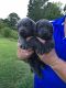 Labrador Retriever Puppies for sale in Smithfield, NC 27577, USA. price: NA