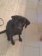 Labrador Retriever Puppies for sale in Clio, SC 29525, USA. price: $100