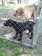 Labrador Retriever Puppies for sale in Winona, MN 55987, USA. price: $400