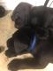 Labrador Retriever Puppies for sale in Hollywood, FL, USA. price: NA