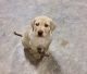 Labrador Retriever Puppies for sale in Chillicothe, MO 64601, USA. price: NA