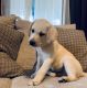 Labrador Retriever Puppies for sale in Seaman, OH 45679, USA. price: $600