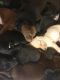 Labrador Retriever Puppies for sale in Fairhope, AL 36532, USA. price: $400