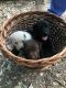 Labrador Retriever Puppies for sale in Englewood, TN 37329, USA. price: NA