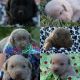 Labrador Retriever Puppies for sale in Southern Indiana, IN, USA. price: NA