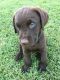 Labrador Retriever Puppies for sale in Panorama City, Los Angeles, CA, USA. price: NA