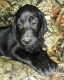 Labrador Retriever Puppies for sale in Biggs, CA 95917, USA. price: $800