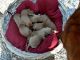 Labrador Retriever Puppies for sale in 10206 Sharptown Rd, Mardela Springs, MD 21837, USA. price: $1,500
