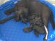 Labrador Retriever Puppies for sale in Katy, TX, USA. price: $400