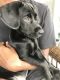 Labrador Retriever Puppies for sale in Grayson, GA, USA. price: NA