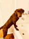 Labrador Retriever Puppies for sale in Westfield, IN 46074, USA. price: NA