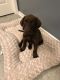 Labrador Retriever Puppies for sale in Land O Lakes, FL 34638, USA. price: NA
