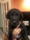 Labrador Retriever Puppies for sale in Hinckley Township, OH 44233, USA. price: NA