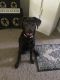 Labrador Retriever Puppies for sale in Mansfield, OH, USA. price: $600