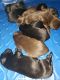 Labrador Retriever Puppies for sale in 1715 County Rd 57, Rosharon, TX 77583, USA. price: NA