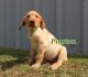 Labrador Retriever Puppies for sale in Cobbtown, GA 30420, USA. price: NA