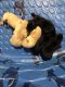 Labrador Retriever Puppies for sale in New Bern, NC, USA. price: $1,000
