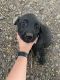 Labrador Retriever Puppies for sale in Panguitch, UT 84759, USA. price: NA
