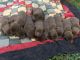 Labrador Retriever Puppies for sale in Fairbury, IL 61739, USA. price: NA