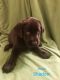 Labrador Retriever Puppies for sale in Kirksville, IL 61951, USA. price: NA