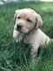 Labrador Retriever Puppies for sale in Federal Way, WA, USA. price: $1,700