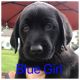 Labrador Retriever Puppies for sale in Dorr, MI 49323, USA. price: $800