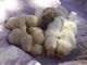 Labrador Retriever Puppies for sale in Mountlake Terrace, WA 98043, USA. price: NA