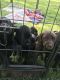 Labrador Retriever Puppies for sale in Valley, WA 99181, USA. price: $500