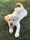 Labrador Retriever Puppies for sale in 814 Plateau Rd, Crossville, TN 38571, USA. price: $600