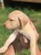 Labrador Retriever Puppies for sale in Lancaster, PA, USA. price: NA