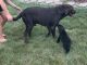 Labrador Retriever Puppies for sale in Houston, OH 45333, USA. price: NA