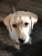 Labrador Retriever Puppies for sale in Union, KY 41091, USA. price: $800