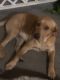 Labrador Retriever Puppies for sale in Bamberg, SC 29003, USA. price: $200