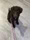 Labrador Retriever Puppies for sale in 2000 Elevate Cir, Cary, NC 27513, USA. price: NA