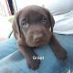 Labrador Retriever Puppies for sale in New Meadows, ID 83654, USA. price: NA