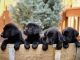 Labrador Retriever Puppies for sale in Livingston, MT 59047, USA. price: $800