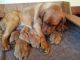 Labrador Retriever Puppies for sale in Canajoharie, NY 13317, USA. price: NA