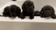 Labrador Retriever Puppies for sale in Van Nuys, Los Angeles, CA, USA. price: NA