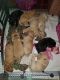 Labrador Retriever Puppies for sale in Henderson, NC, USA. price: NA