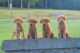 Labrador Retriever Puppies for sale in 150 Green Hill Rd, Pleasant Shade, TN 37145, USA. price: $700