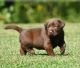 Labrador Retriever Puppies for sale in US-1, Jacksonville, FL, USA. price: NA