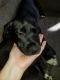 Labrador Retriever Puppies for sale in Toledo, OH, USA. price: $500