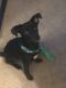 Labrador Retriever Puppies for sale in Greensboro, NC 27401, USA. price: $550